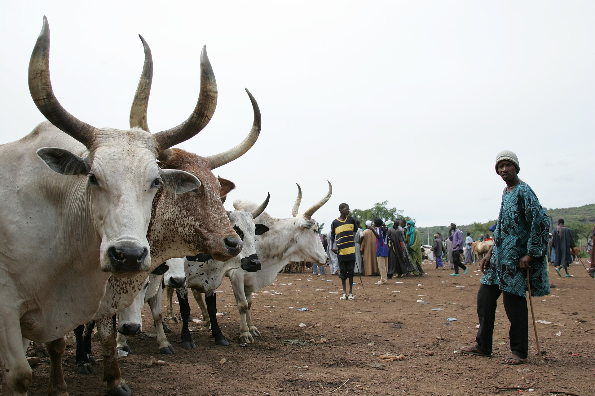 Bovins sur un marché au bétail au Mali, avec un éleveur